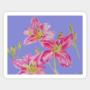 Pink Lily Flower Watercolor Painting Pattern - on Lavender Purple Sticker